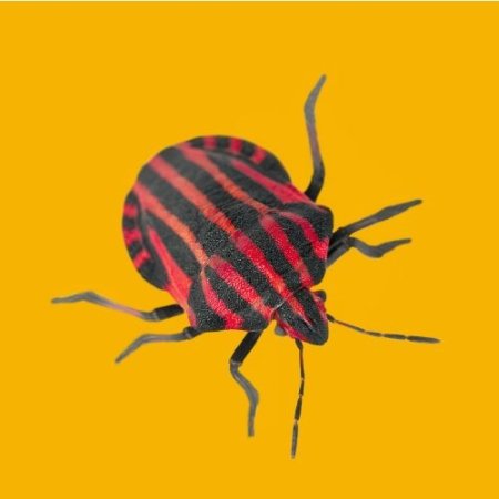 Control de Chinches de Cama